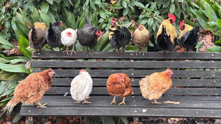 Cura degli animali